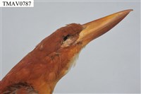 RuddyKingfisher Collection Image, Figure 7, Total 9 Figures